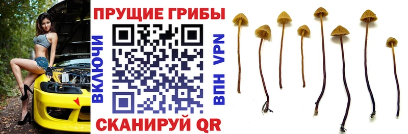 KRAKEN вход Мглин Галлюциногенные грибы мицелий